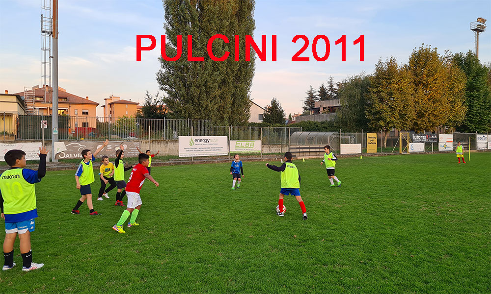 pulcini